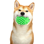 Squeaky Porcupine Nannan